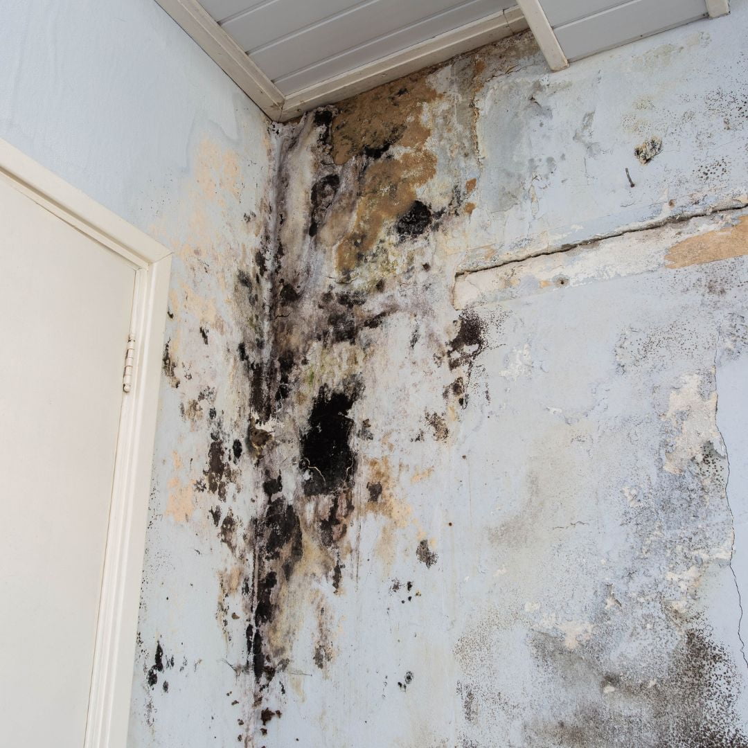 Mold growing on wall from water damage