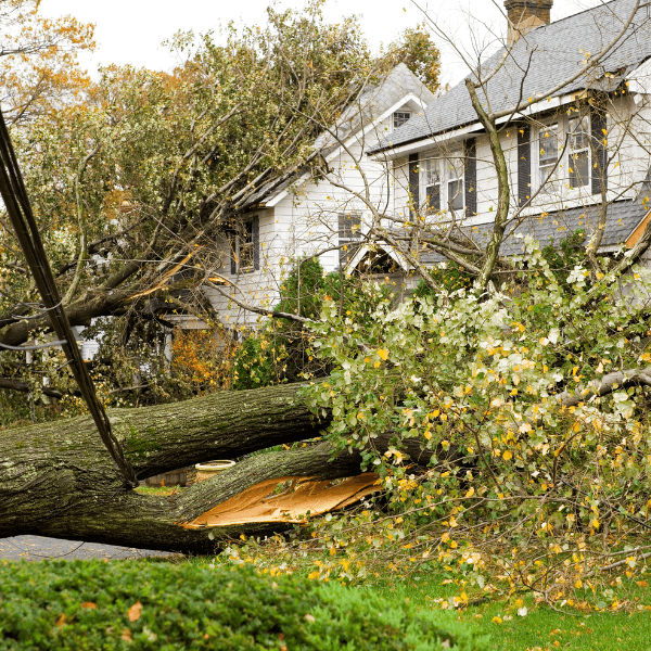 Storm Damage Services