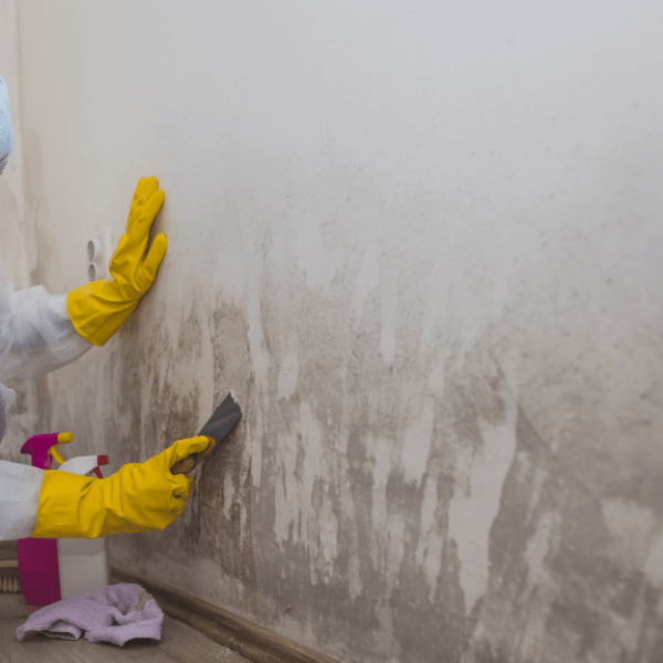 Mold Damage Restoration