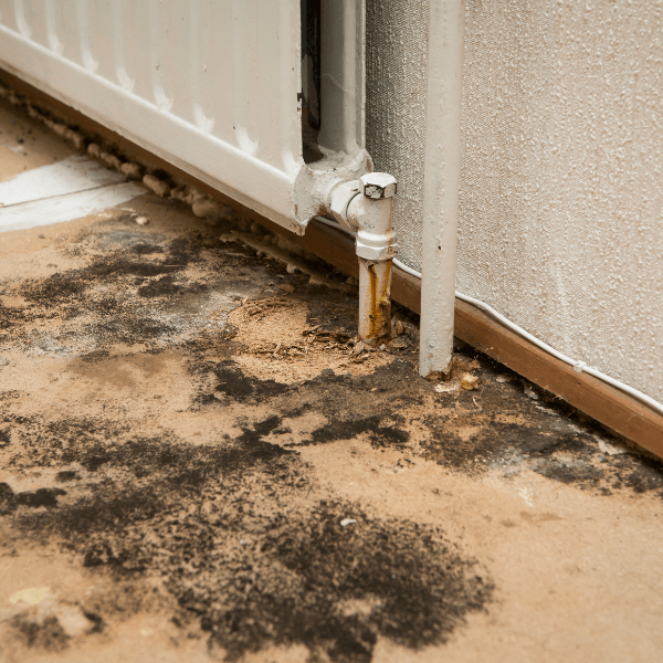 Mold Damage Restoration