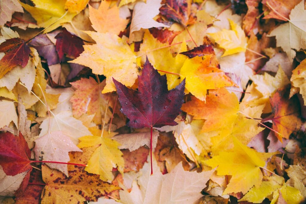Dried maple leaves