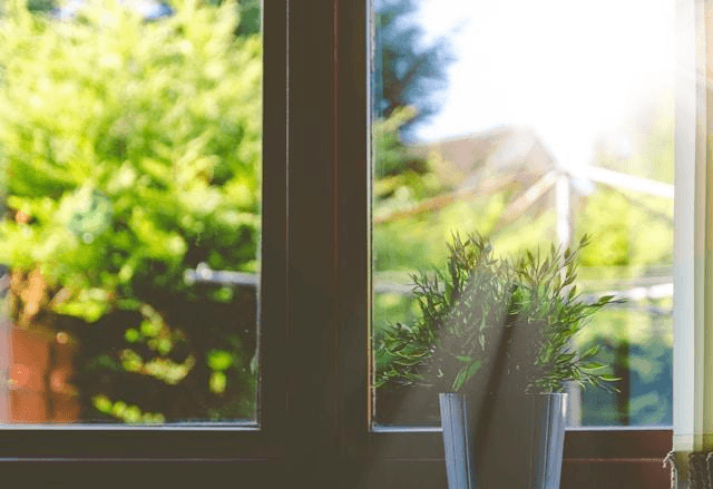 Green-leafed plant in front of the window