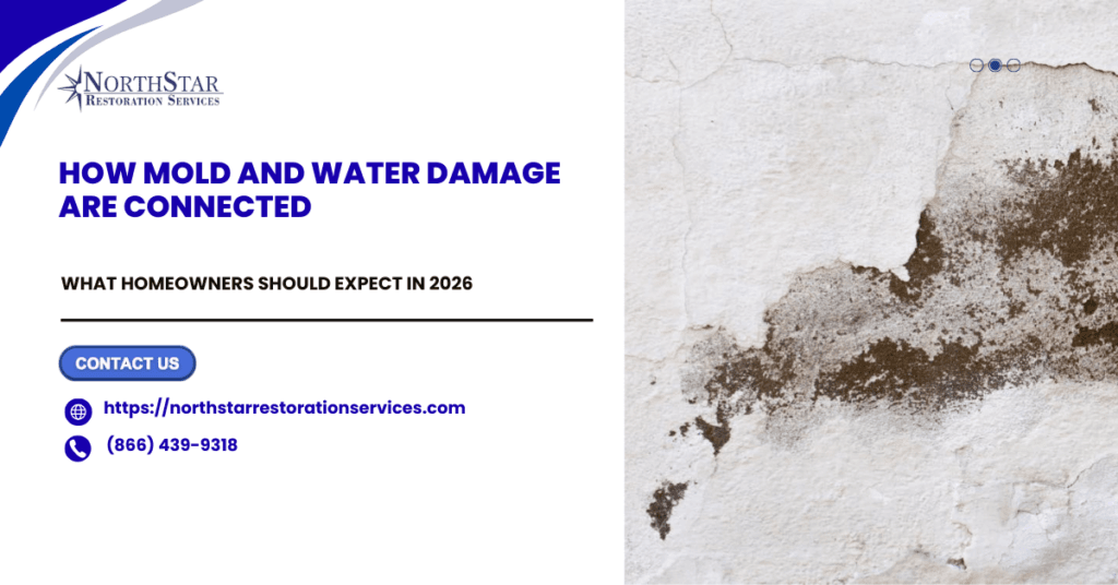 How Mold and Water Damage Are Connected