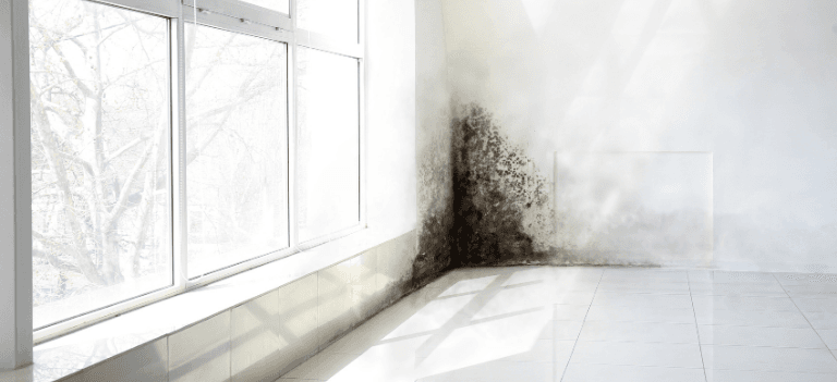 Untitled design - 2026-02-12T232523