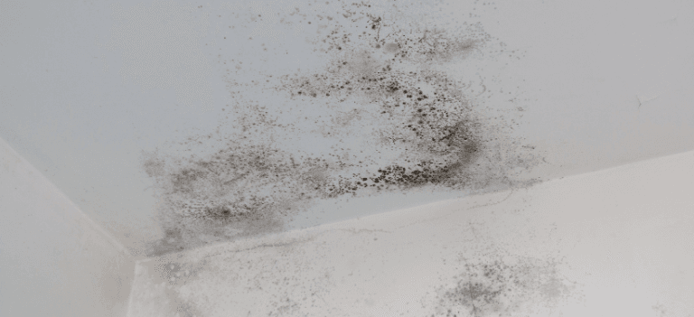 Untitled design - 2026-02-12T232549