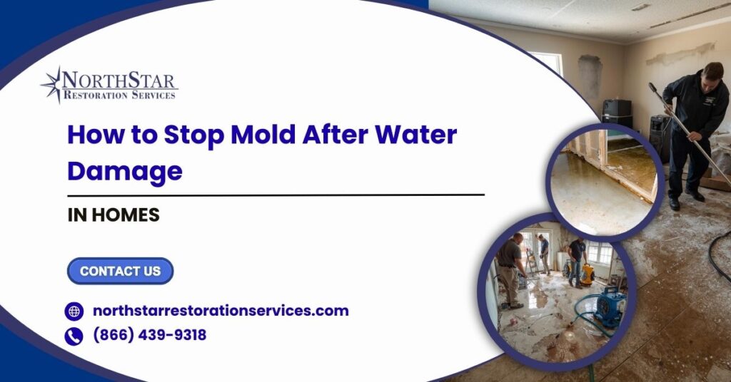 Mold After Water Damage in Homes