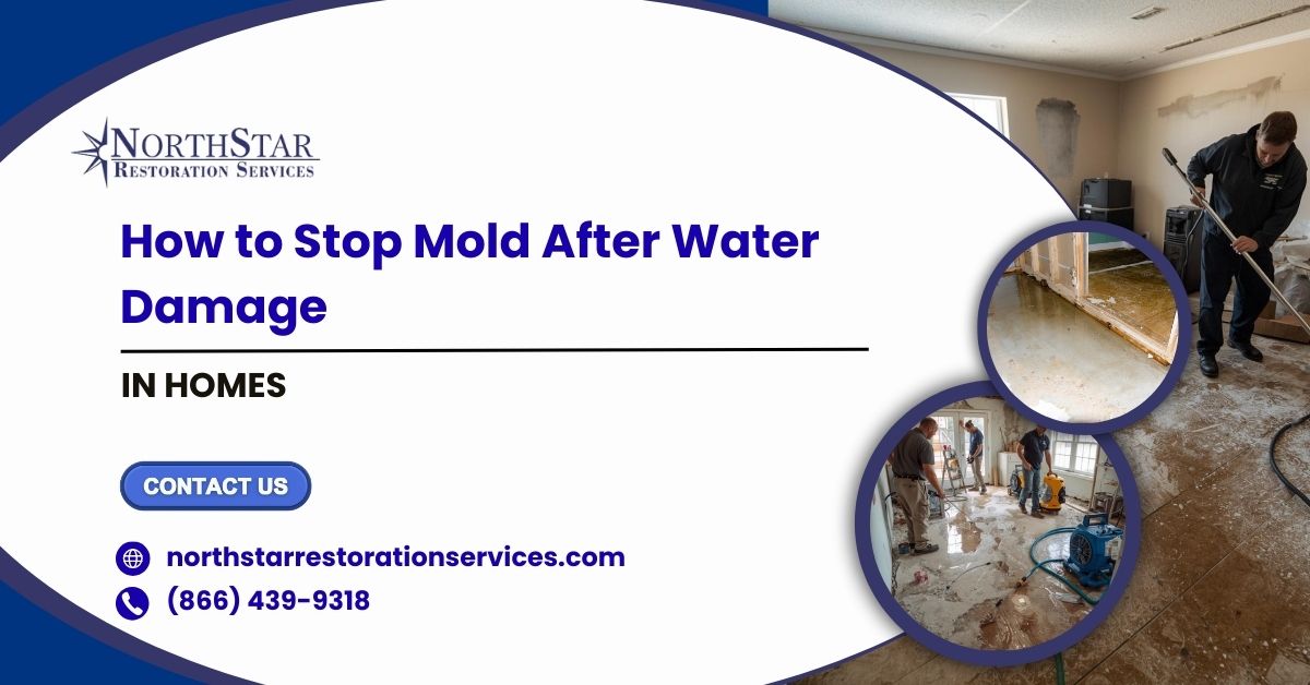 Mold After Water Damage in Homes