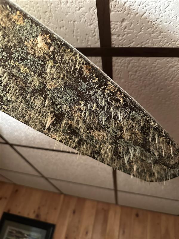 Reclaiming a Healthy Environment with Mold Remediation Services in Wausau