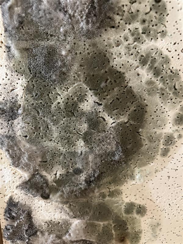 Trusted Mold Removal Company in Wausau, WI – Residential & Commercial